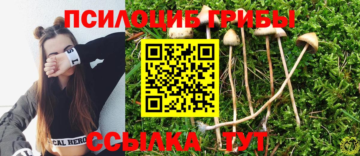 Псилоцибиновые грибы мицелий Новочебоксарск